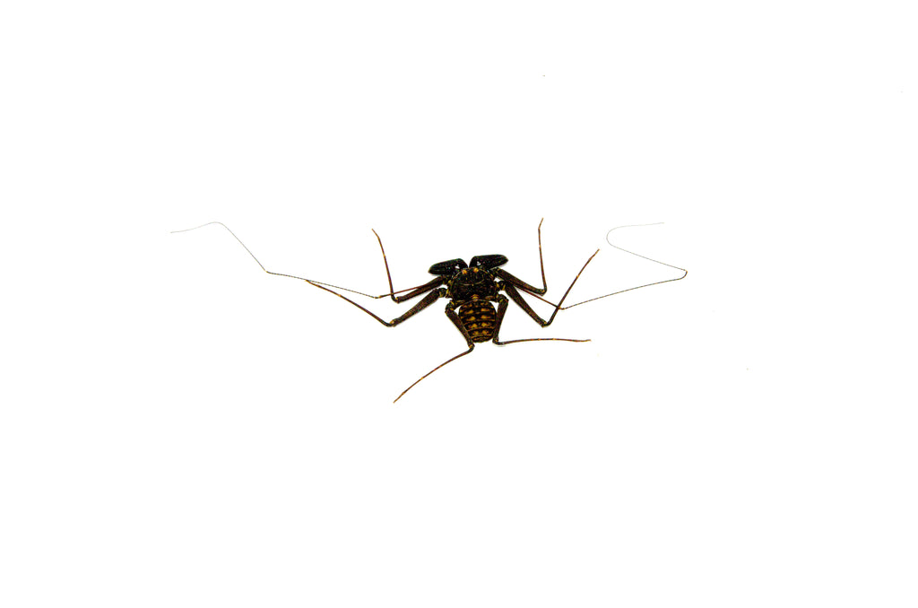 Whip Scorpion (Damon variegatus)